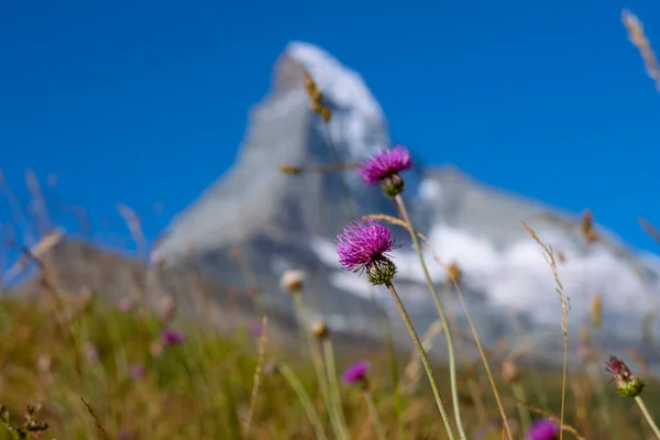 The most beautiful mountain in Alps: Hornli, Hornligrat, Matterhorn, Alps, Monte Rosa, Switzerland