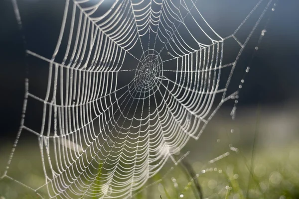 Çiy damlalarının arka planına sahip eski bir ağda örümceğin yakın çekimi