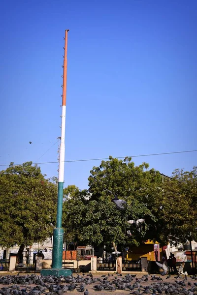 Haustauben Wildtauben Vögel Die Himmel Fliegen — Stockfoto