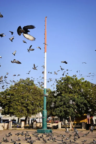 国内のハトや鳥が空を飛ぶ — ストック写真