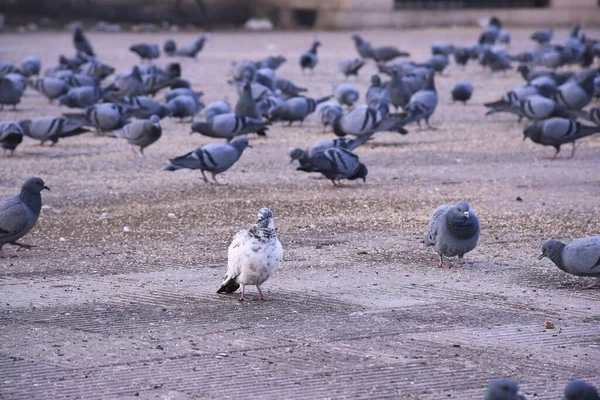 집비둘기 비둘기 하늘을 — 스톡 사진