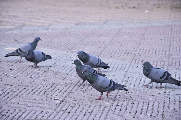 Pigeons Domestiques Pigeon Sauvage Oiseaux Volant Dans Ciel — Photo