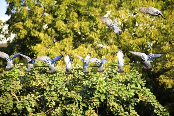 Huisduiven Wilde Duiven Vogels Die Lucht Vliegen — Stockfoto