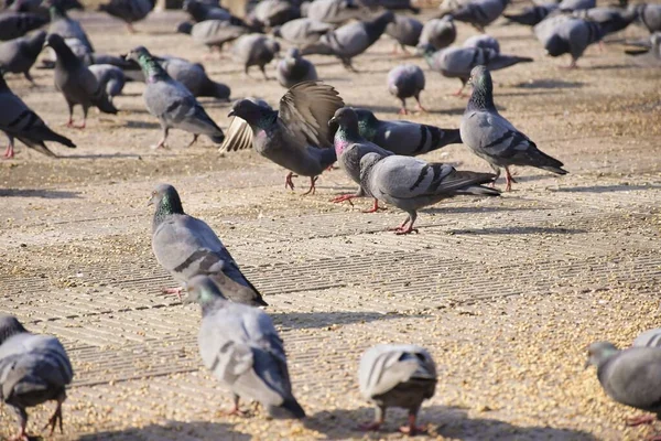 Pigeons Domestiques Pigeon Sauvage Oiseaux Volant Dans Ciel — Photo