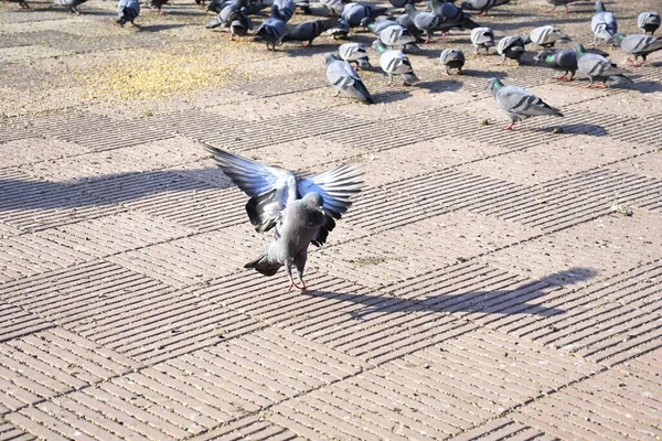 Pigeons Domestiques Pigeon Sauvage Oiseaux Volant Dans Ciel — Photo