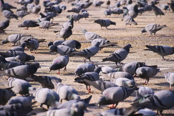 Pigeons Domestiques Pigeon Sauvage Oiseaux Volant Dans Ciel — Photo