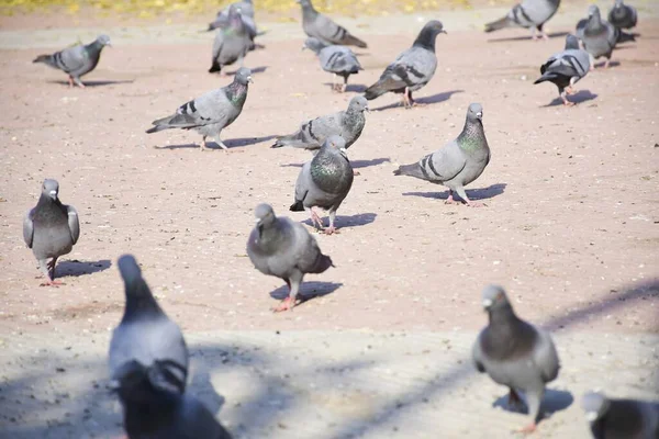 Pigeons Domestiques Pigeon Sauvage Oiseaux Volant Dans Ciel — Photo