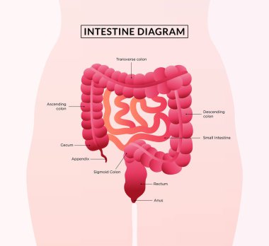 Sindirim sistemi, kolon ve ince bağırsak. Bağırsak Diyagramı için Biyoloji Tıp Eğitim Çizelgesi