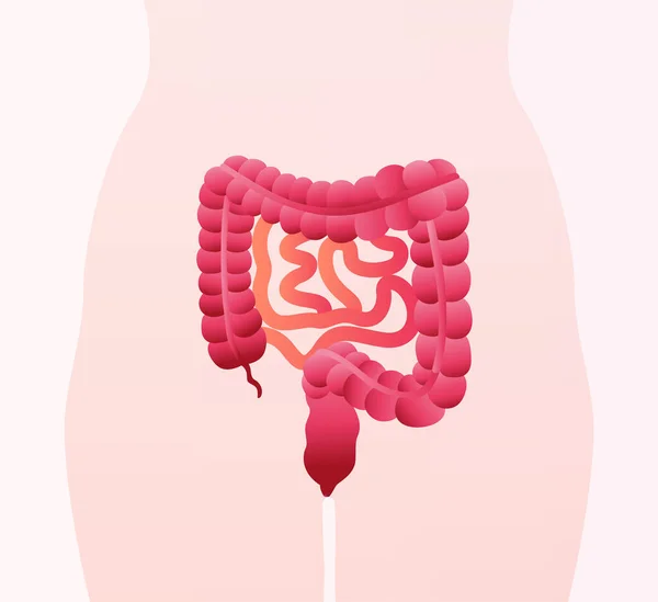 消化系统 结肠和小肠 肠内图用生物学医学教育图 — 图库矢量图片