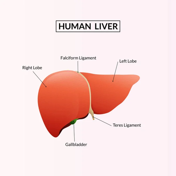 Nsan Karaciğeri Anatomisi Vektör Illüstrasyonu — Stok Vektör