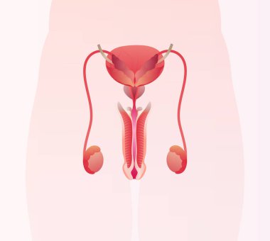 Erkek üreme sistemi anatomisi.