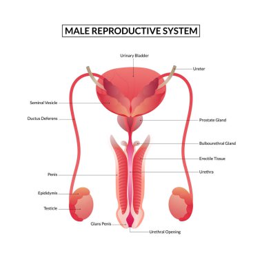 Erkek üreme sistemi anatomisi.