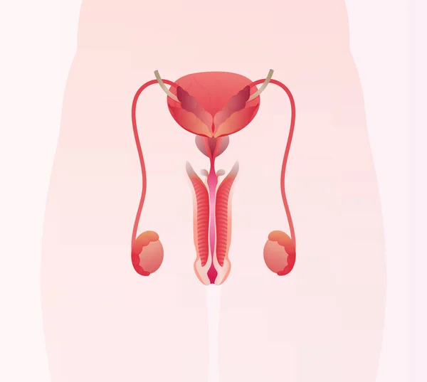 Anatomia Sistema Reprodutor Masculino — Vetor de Stock