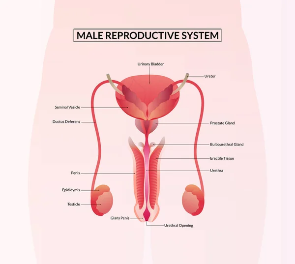 Anatomia Del Sistema Riproduttivo Maschile — Vettoriale Stock