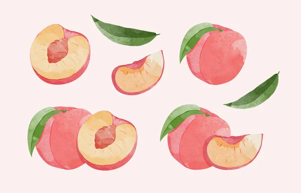 Σετ Στοιχείων Υδατοχρώματος Ροδάκινων Φρούτων Βοτανική Απεικόνιση Του Ροδάκινου Μισά — Διανυσματικό Αρχείο