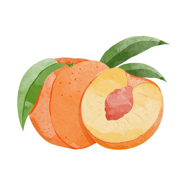 Persika Frukt Akvarell Element Set Botanisk Illustration Persika Halv Persika — Stock vektor