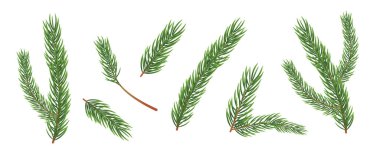 Köknar ağacı dalları, noel süsü, köknar dalı. Noel ağacı dalları. izole vektör illüstrasyonu, yeni yıl kartı, tatil dekorasyon unsuru. el boyası