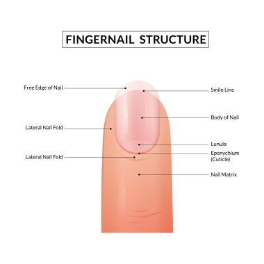 Fingernail Anatomy. Structure of human nail. clipart