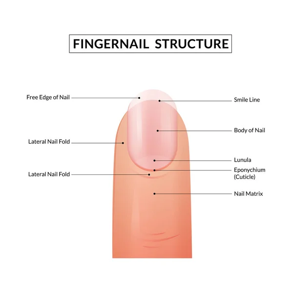 Anatomie Des Ongles Structure Ongle Humain — Image vectorielle