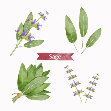 Sage herb leaves elements set, watercolour style vector illustration.