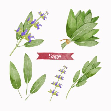 Sage herb leaves elements set, watercolour style vector illustration.