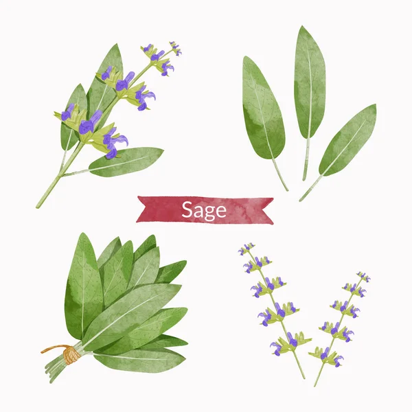Sage Herb Leaves Elements Set Watercolour Style Vector Illustration — Stockvektor
