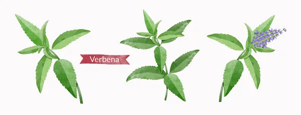 Verbena Leaf Branch Flowers Leaves Design Elements Set Watercolour Style — Διανυσματικό Αρχείο