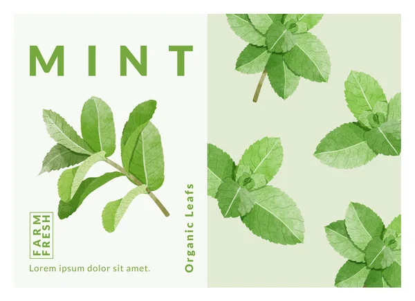 Mint Leaf Packaging Design Templates Watercolour Style Vector Illustration — Stockvektor