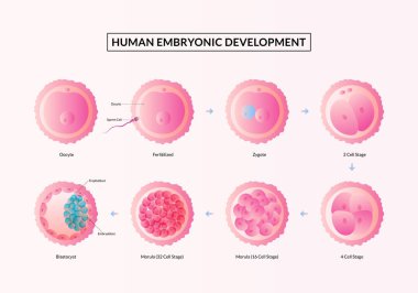 The First week of Pregnancy, Stages of human embryonic development from ovulation to implantation.