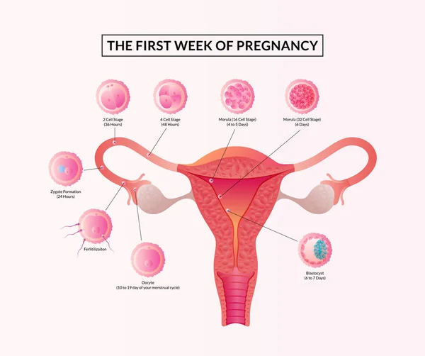 First Week Pregnancy Stages Human Embryonic Development Ovulation Implantation — 스톡 벡터