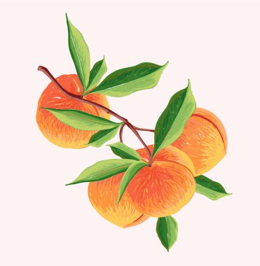 Peach Fruit set. Botanical illustration of Peach. Half peach and leafs.