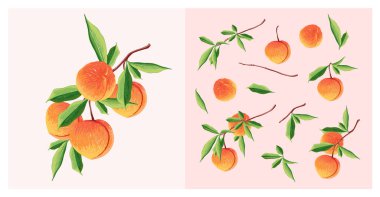 Peach Fruit set. Botanical illustration of Peach. Half peach and leafs.