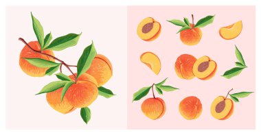 Peach Fruit set. Botanical illustration of Peach. Half peach and leafs.