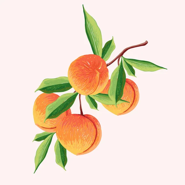 Peach Fruit Set Botanical Illustration Peach Half Peach Leafs — Stockvektor