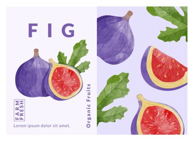 Fig packaging design templates, watercolour style vector illustration.