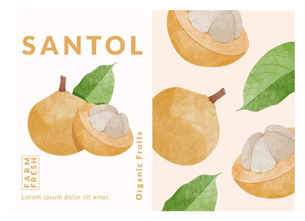 Santol Fruit Packaging Design Templates Watercolour Style Vector Illustration — ストックベクタ