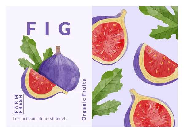 Fig Packaging Design Templates Watercolour Style Vector Illustration — Stockvektor