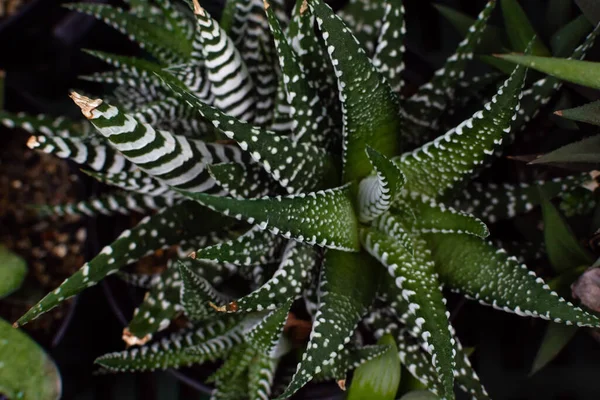 Planta Suculenta Haworthiopsis Fasciata Zebra Vista Superior Planta Suculenta África — Fotografia de Stock