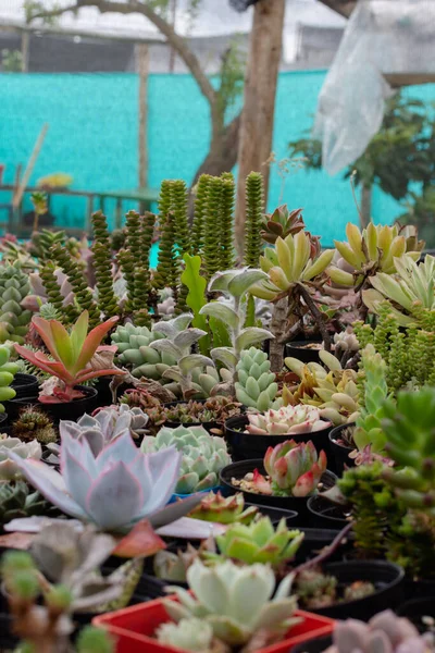 Sulu Bitki Yetiştirme Yeri Bahçe Dükkanı Renkli Çeşitli Bitkilerin Genel — Stok fotoğraf