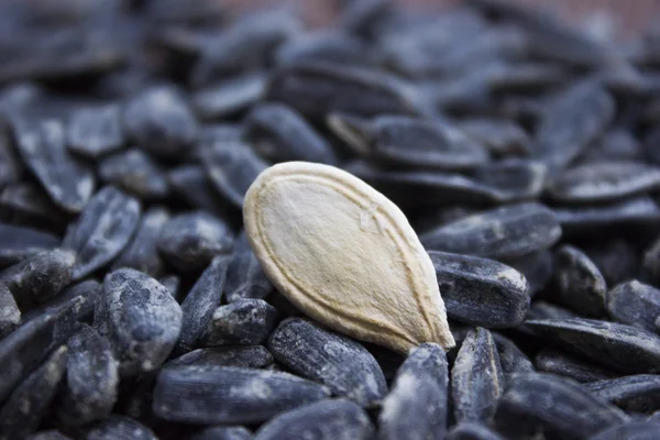 Sunflower seeds — Stock Photo, Image