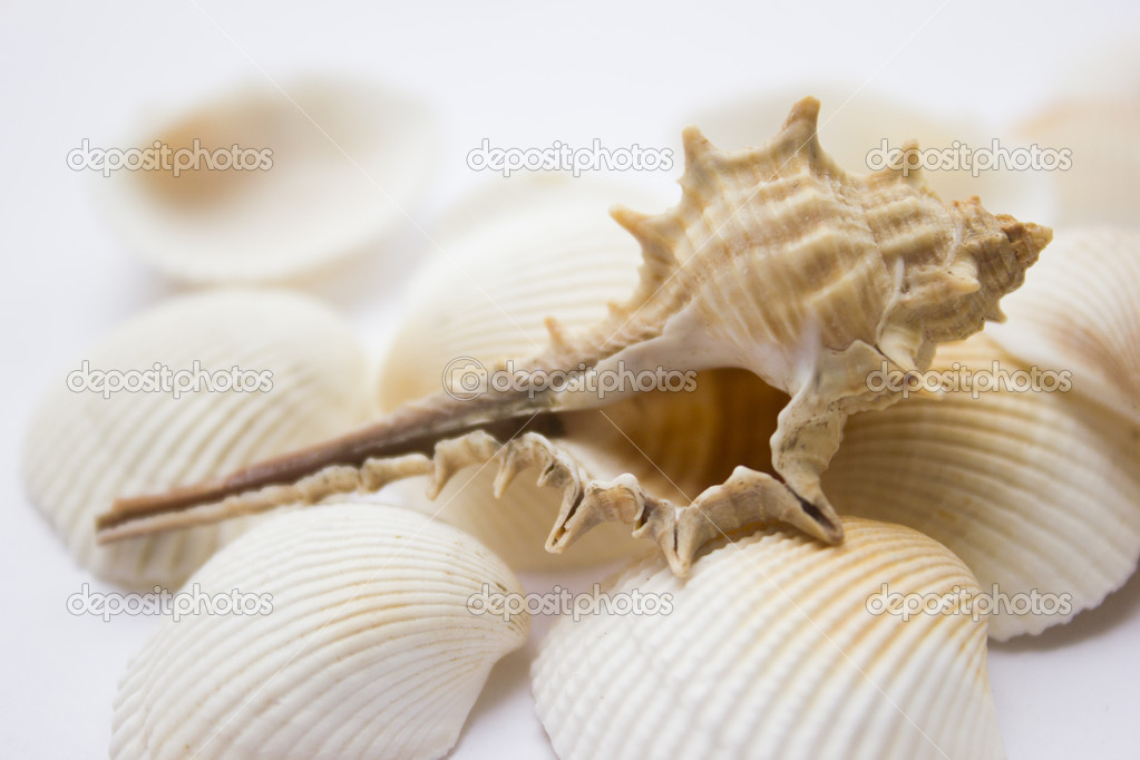 Seashells