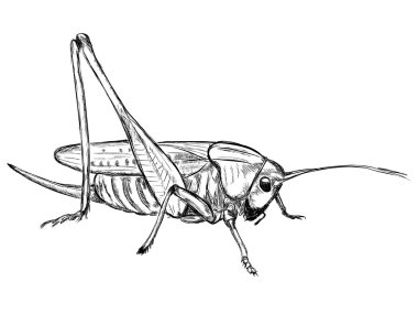Çekirge (decticus verrucivorus)