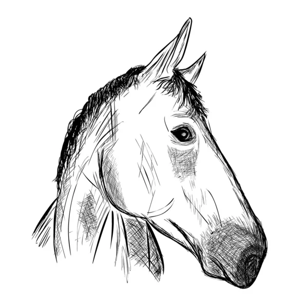 Tête de cheval 2 — Image vectorielle