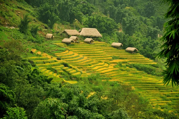 Rýžové terasy a chata v sapa, vietnam — Stock fotografie