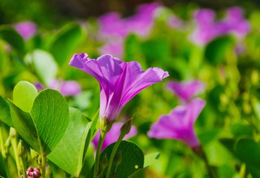 Ipomoea sahilde, Tayland