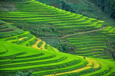 pirinç terasları, sapa, vietnam