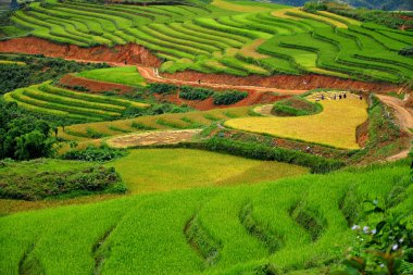pirinç terasları, sapa, vietnam