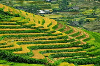 pirinç terasları, sapa, vietnam
