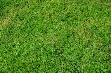 yeşil çim dokusu