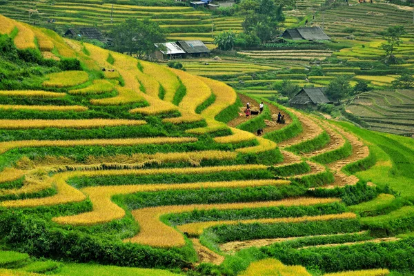 Pirinç terasları, sapa, vietnam. — Stok fotoğraf